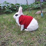 [토끼판<b>코코</b>] 토끼  <b>코코</b> 저희집 예쁜이에요~^.^ㅎㅎ