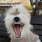 크아아아앙~~