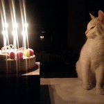 [<b>롯</b>츠] 장난꾸러기 하얀 고양이 일상 4