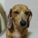 [크롱이] 크롱이가 왔어요~ 안녕하세요~ :)