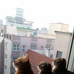 빵꼬네 5