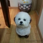 우리집 애교둥이 막내 <b>비숑</b> 까꿍이