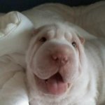 [강아지사진] 우리대박이(<b>샤</b>폐이)