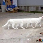 [oc8] 포삽의 위력~ <b>가다</b> 넘어지겠냥?
