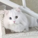 [고양이] 즤<b>이집</b> 냥이 행동이 궁금해요^^