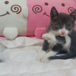 [고양이] 동물농장에서 연락 온 사연