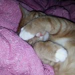 [충이묵이] 꼬순내 폴폴 나는 고양이 <b>식빵</b>굽기