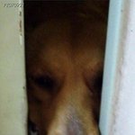 [oc8] 개가 짖으려고 할때 <b>대처</b> 방법