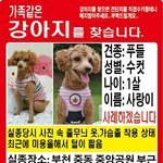 [찾아주세요] 11/26 부천 중동 <b>중앙</b>공원 갈색 푸들 잃어버렸어요...