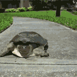 [oc8] 존나 <b>빠름</b>..