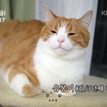 [유봉이네] 고양이극장(유봉이네)