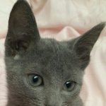 [고양이] 고양이무는<b>버릇</b>