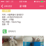 가정분양 냐옹이^^