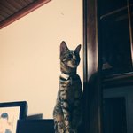 <b>보리</b>아가씨와 에떼으즈므느