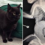 [추억파리여] 몸에서 40개의 총알이 발견된 고양이