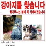 [도와주세요] 강아지가 없어졌어요 대전입니다 도와주세요 제발요ㅠㅠ