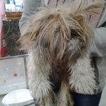 [시<b>츄</b>] 살수있는 기회가 이제.. 3일남았습니다.