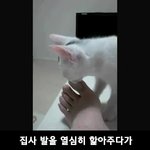 [모바일잡지] 고양이도 놀란 발냄새