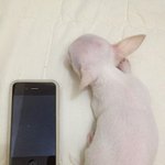 [강아지사진] 세상에 하나뿐인 저희집 싸가지공주 달래 소개해 봅니다:d