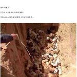 [추억파리여] 대륙의 유기견 <b>처리</b> 방법