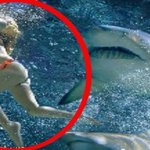 [추억파리여] 식인 상어 습격에서 극적으로 생존한 여자