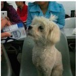 [널스토리] 중국의 강의실 강아지