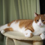 [유봉이네] 삐친 고양이(유봉이네)