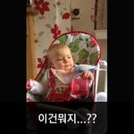 [이거저거] 앵무새 맛이 궁금한 아기