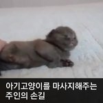 [모바일잡지] 마사지에 기분 좋은 아기고양이