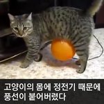 [모바일잡지] 처음 겪는 정전기에 당황한 고양이