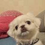 [<b>난이</b>] (+추가)매력있는 페키니즈 <b>난이</b>를 소개합니다