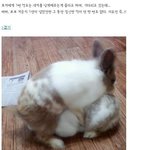 [널스토리] <b>토끼</b>가 임신을 못하는 이유