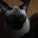 [꽃보다<b>쿤</b>이] 꽃미냥 <b>쿤</b>이 이야기-15화 (땅끝마을에서의 인연 1부)