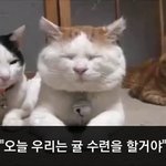 [이거저거] 고양이들의 귤 <b>수련</b> 현장