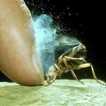 [추억파리여] 손으로 절대 만지만 안되는 곤충