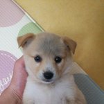 [꼭조언부탁] 개집에 안들어가요ㅠㅠ