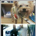 잃어버린 요크셔테리어 딸기 를 찾습니다(<b>부천</b>), 글한번만읽어주세요