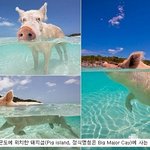 <b>바하마</b> 군도 돼지섬의 행복한 돼지들