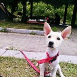 유기견 고마쎄리 3번째 이야기 ㅎㅎ