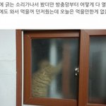 [널스토리] 그냥 네가 나를 키워라 <b>닝겐</b>