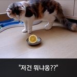 [이거저거] <b>레몬</b>과 싸우는 고양이