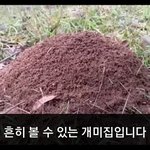 [이거저거] 개미집의 <b>실체</b>
