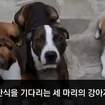[이거저거] <b>덩치</b> 작은 놈이 살아남는 법
