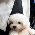 말티 5개월 <b>초롱</b>이에요 *_*