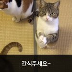 [이거저거] 간식달라고 <b>정중</b>하게 요청하는 고양이