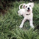 [유기견<b>라이</b>] 곤히 자러 간 너가 그새 보고싶어서