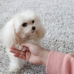[강아지] 개귀염 강아지 말티즈 은빛이ㅎㅎㅎ<b>사료</b> 먹을 때는 애교...