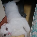 [애교냥<b>모찌</b>] 애교냥 <b>모찌</b> 귀여워서 기절!! 1탄