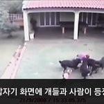 [이거저거] 사나운 개들로부터 반려견 구한 주인