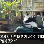 [이거저거] 자유를 찾아 떠난 <b>팬더</b>
